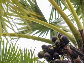 Winodań wachlarzowata - zdjęcie 2