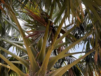 Winodań wachlarzowata - zdjęcie 3