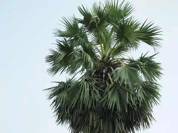 Winodań wachlarzowata - zdjęcie 4