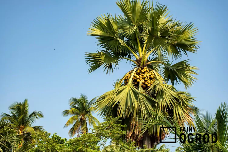 Winodań wachlarzowata - zdjęcie 5