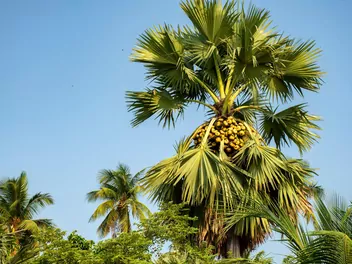 Winodań wachlarzowata - zdjęcie 5