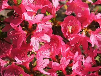 Azalia 'Maruschka' - zdjęcie 2