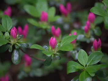 Zdjęcie ilustrujące azalia 'maruschka'