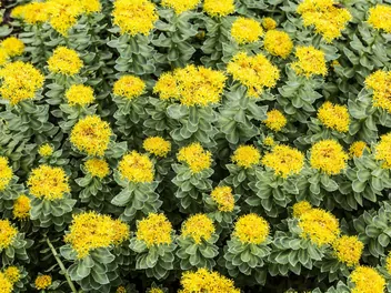 Ilustracja rośliny różeniec górski