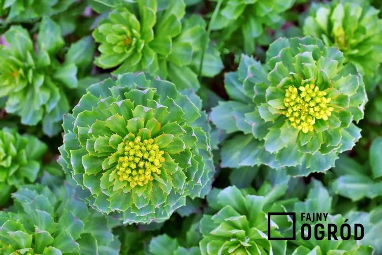 Złoty korzeń Złoty korzeń