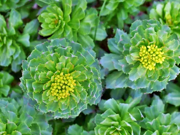 Różeniec górski - zdjęcie 2