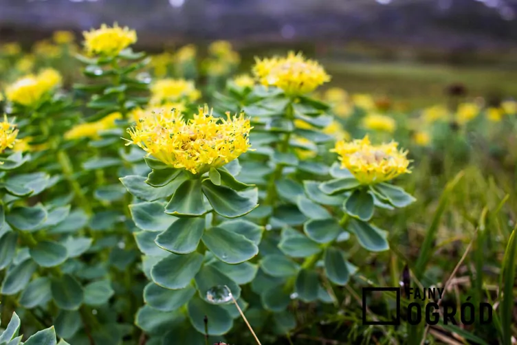 Różeniec górski Różeniec górski