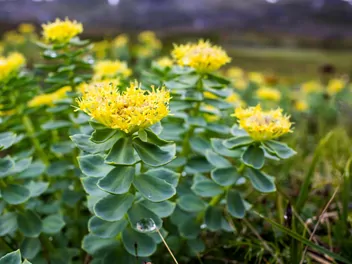 Różeniec górski - zdjęcie 3