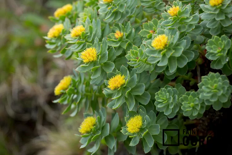 Różeniec górski Różeniec górski