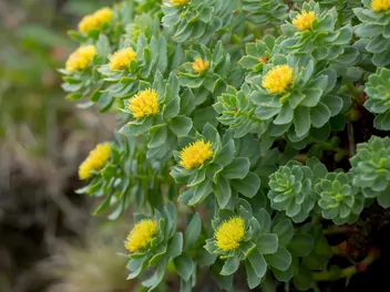 Różeniec górski - zdjęcie 4