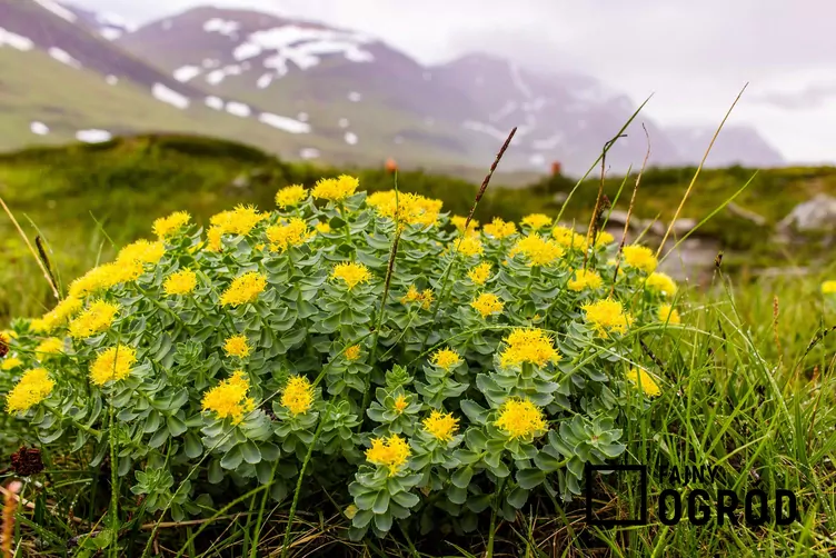 Różeniec górski - zdjęcie 5 Różeniec górski - zdjęcie 5