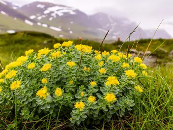 Różeniec górski - zdjęcie 5