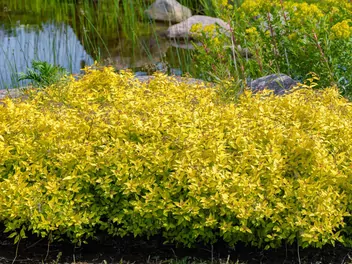 Zdjęcie ilustrujące tawuła japońska 'goldmound'