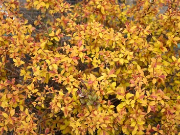 Tawuła japońska 'Goldmound' - zdjęcie 2