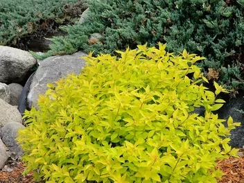 Tawuła japońska 'Goldmound' - zdjęcie 3