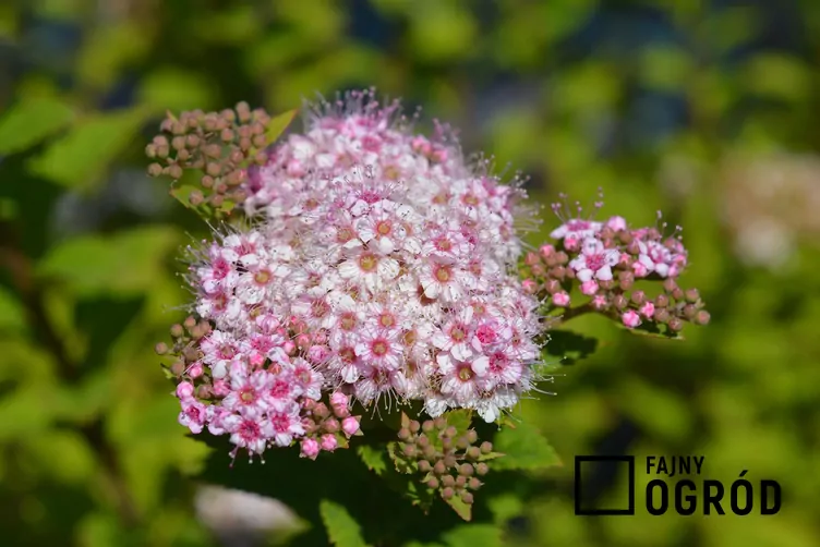 Tawuła japońska 'Little Princess'