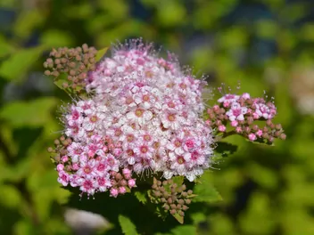 Zdjęcie ilustrujące tawuła japońska 'little princess'