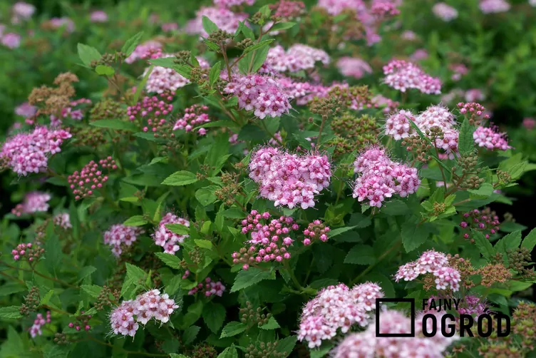 Tawuła little princess