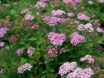 Tawuła japońska 'Little Princess' - zdjęcie 2