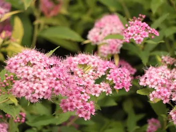 Tawuła japońska 'Little Princess' - zdjęcie 3