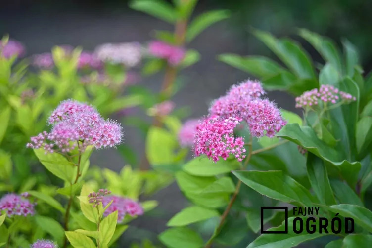 Tawuła japońska 'Little Princess'