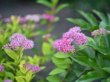 Tawuła japońska 'Little Princess' - zdjęcie 4