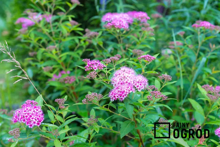 Tawuła japońska 'Little Princess' - zdjęcie 5