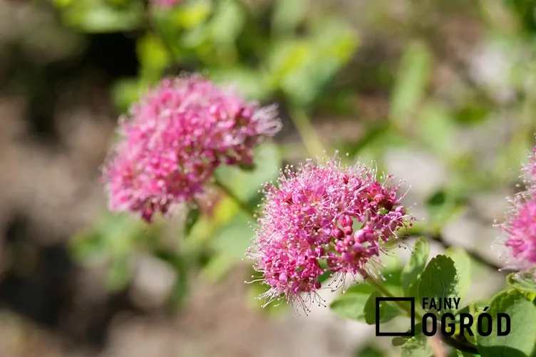 Tawuła gęstokwiatowa