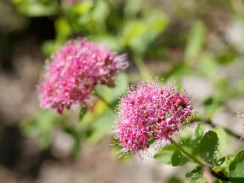 Zdjęcie ilustrujące tawuła gęstokwiatowa