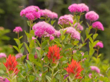 Tawuła gęstokwiatowa - zdjęcie 2