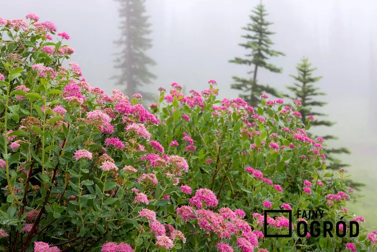 Tawuła gęstokwiatowa