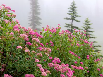 Tawuła gęstokwiatowa - zdjęcie 3