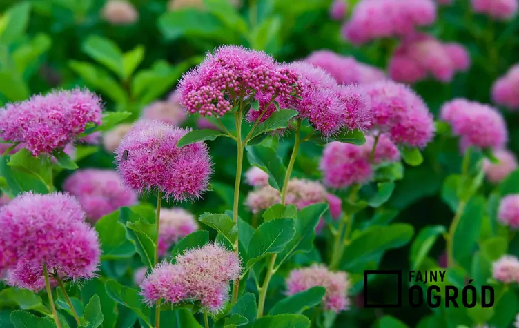 Tawuła gęstokwiatowa