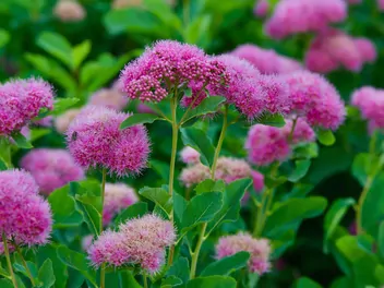 Tawuła gęstokwiatowa - zdjęcie 4