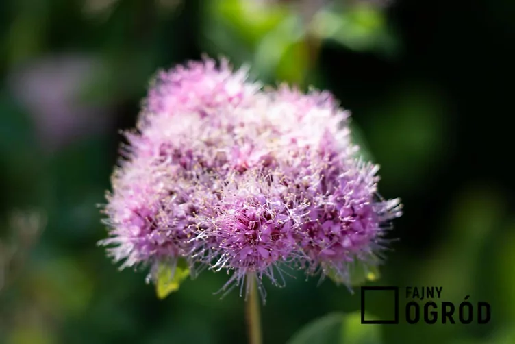 Tawuła gęstokwiatowa - zdjęcie 5