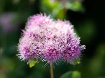 Tawuła gęstokwiatowa - zdjęcie 5