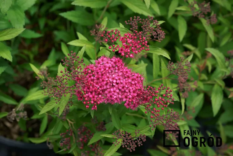 Tawuła japońska 'Dart's Red'