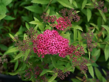 Zdjęcie ilustrujące tawuła japońska 'dart's red'