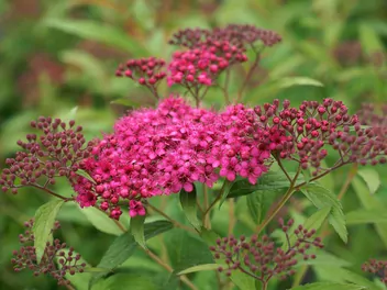 Tawuła japońska 'Dart's Red' - zdjęcie 2