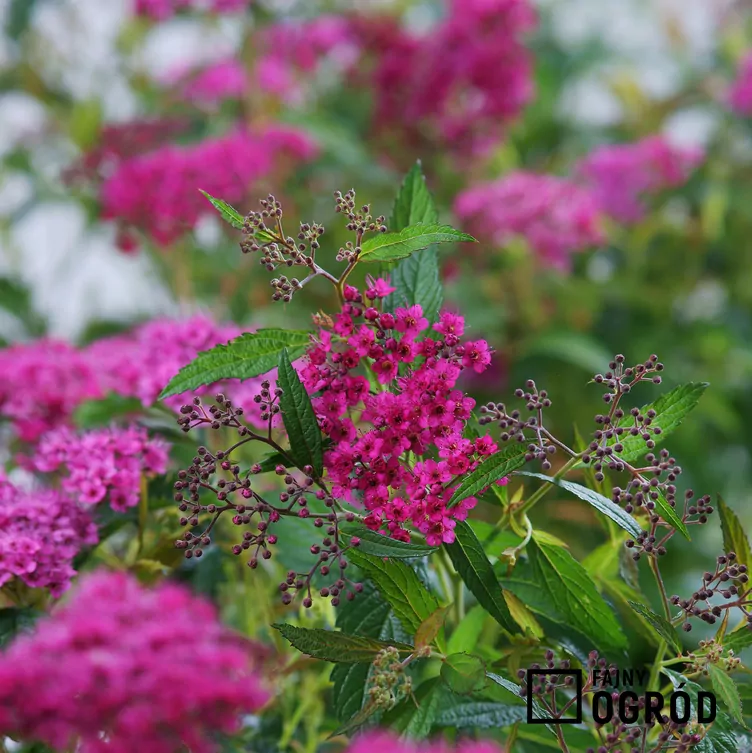 Tawuła japońska 'Dart's Red'