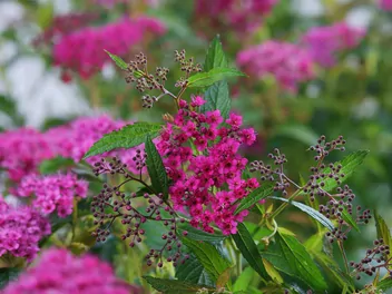 Tawuła japońska 'Dart's Red' - zdjęcie 3