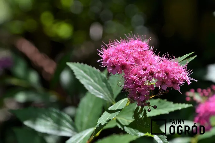 Tawuła japońska 'Dart's Red'