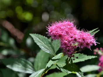 Tawuła japońska 'Dart's Red' - zdjęcie 4