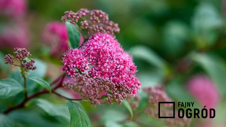 Tawuła japońska 'Dart's Red' - zdjęcie 5