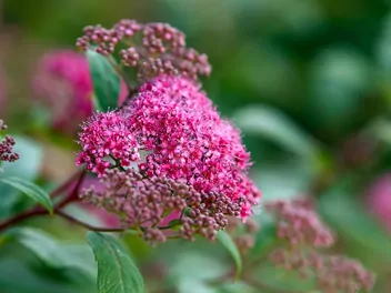 Tawuła japońska 'Dart's Red' - zdjęcie 5