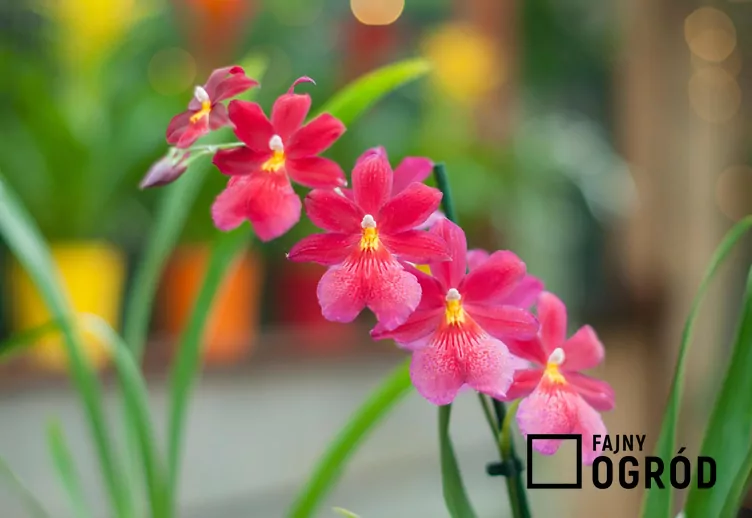 Storczyk cambria Storczyk cambria