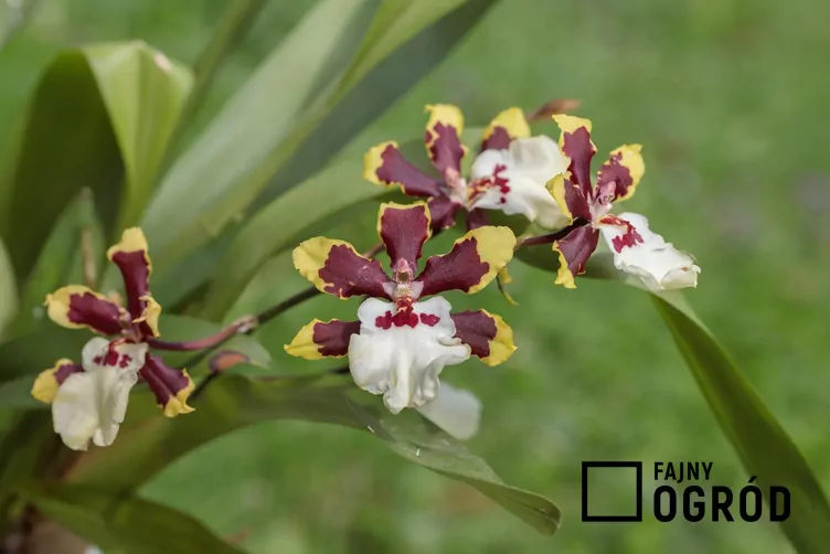 Cambria (hybrydy) Cambria (hybrydy)