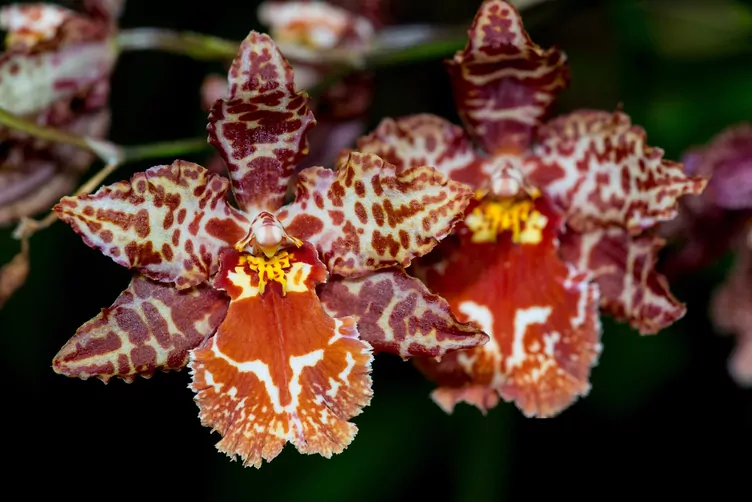 Cambria (hybrydy) Cambria (hybrydy)