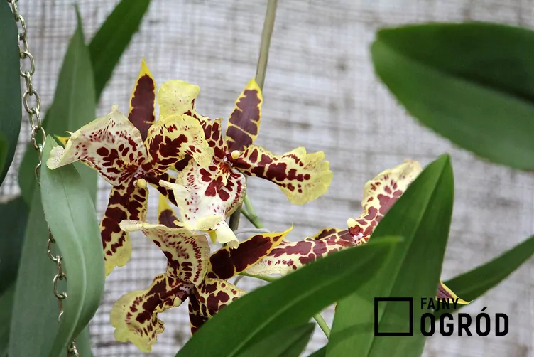 Cambria (hybrydy) - zdjęcie 5 Cambria (hybrydy) - zdjęcie 5