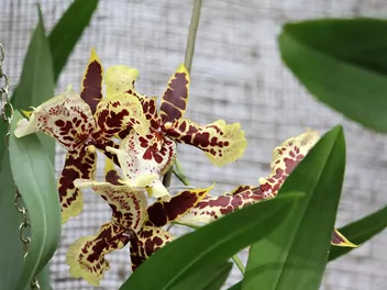 Cambria (hybrydy) - zdjęcie 5